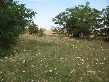 Steppe ve saha. Tarlalar arasındaki orman çiftliklerindeki doğal bitki örtüsünün kalıntıları. Bilhorod-Dnistrovsky bölgesi, Odesa bölgesi, Ukrayna