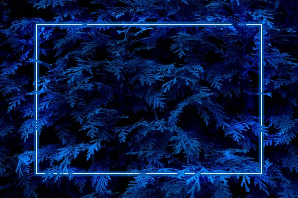 ramas de pino con marco de luz neon azul