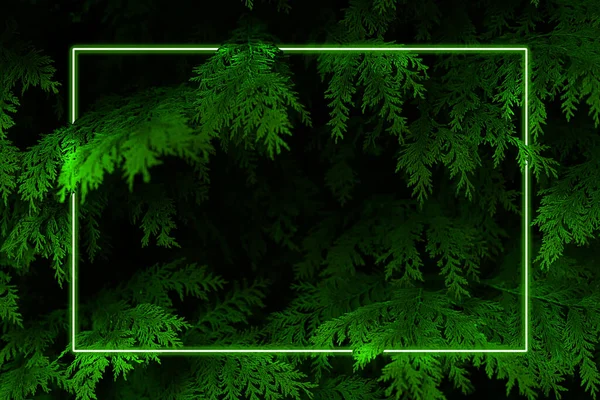 ramas de pino con marco de luz neon