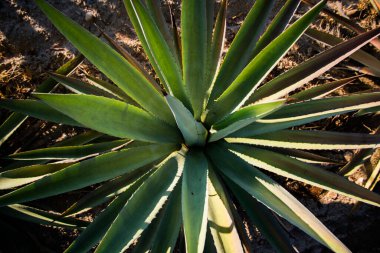 Oaxaca Meksika 'da mezcal ve tekila arındırmaya hazır.