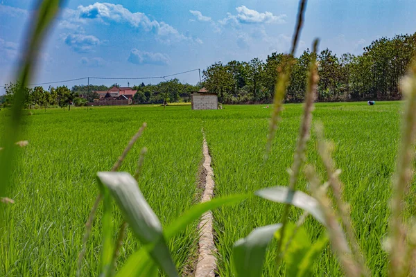 Straight Line Middle Rice Field Used Small Path Farmers Walk —  Fotos de Stock