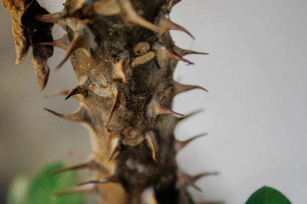 Коричневый Тернистый Стебель Растения Euphorbia Размытом Фоне Макрофото — стоковое фото