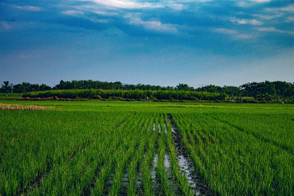 Рисовые Поля Орошаются Ясную Погоду Голубое Небо Срагене Центральная Ява — стоковое фото