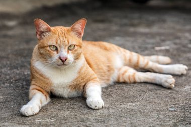 Evde yerde yatan turuncu kedi.