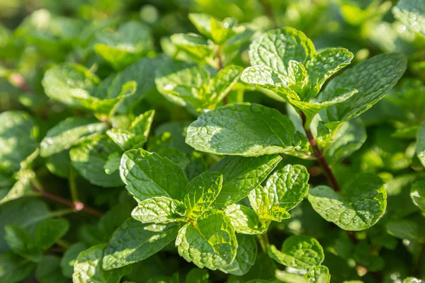 Planta Hojas Menta Crecen Huerta Orgánica —  Fotos de Stock