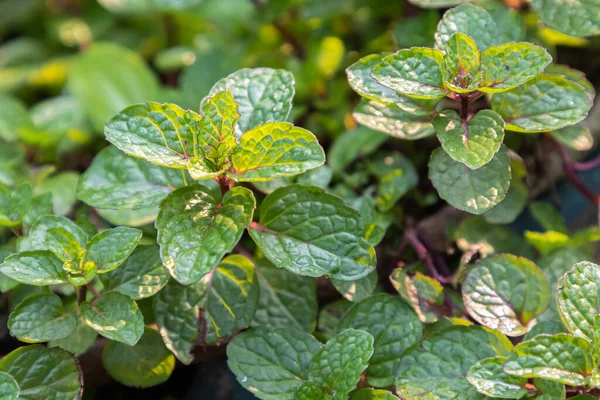 Mint Meninggalkan Latar Belakang Taman Latar Belakang Alam Dengan Herbal — Stok Foto