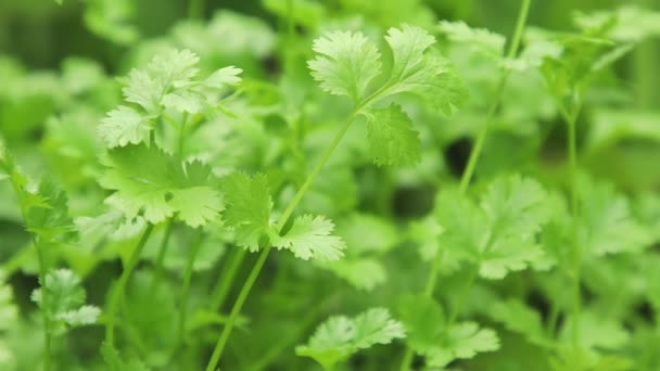 Folhas Coentro Verde Horta Legumes Para Design Conceito Saúde Alimentação — Vídeo de Stock