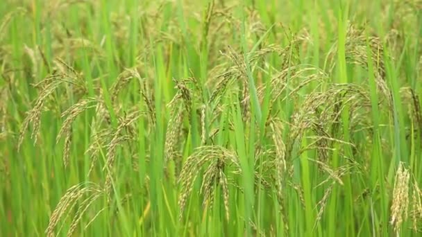 Yasemin Pirinç Tarlasını Güneş Doğarken Tayland Kapatın — Stok video