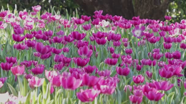 Hermoso Ramo Tulipanes Tulipanes Coloridos — Vídeo de stock