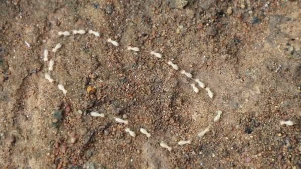 Κοντινοί Τερμίτες Λευκά Μυρμήγκια Που Περπατούν Κύκλο — Αρχείο Βίντεο