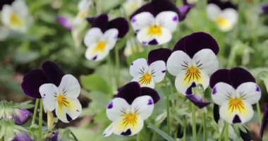 Güneşli bir yaz ya da bahar günü bahçede Viola çiçeği. Viola üç renkli var. hortensis. 4K