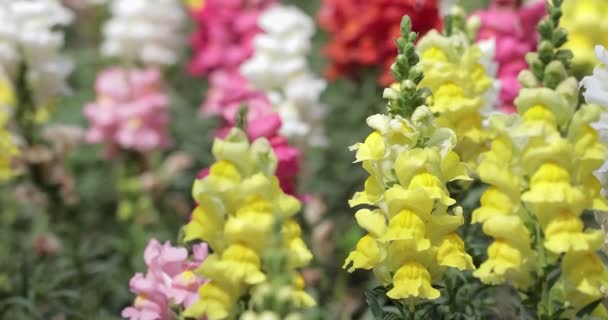 Fiore Snapdragon Foglia Verde Giardino Estate Soleggiata Giorno Primavera — Video Stock