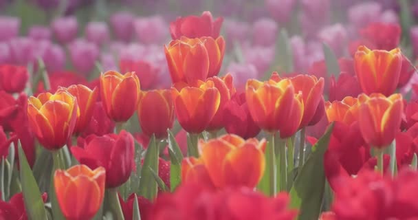 Lale Çiçeği Arkaplanını Kapat Güneşli Bir Yaz Bahar Günü Bahçede — Stok video