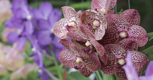 Fleur Orchidée Dans Jardin Orchidée Jour Hiver Printemps Vanda Orchidaceae — Video