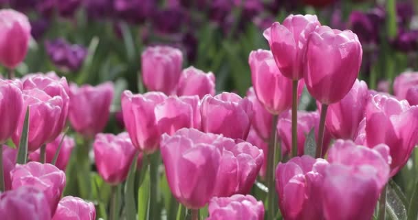 Tulipanes Brillantes Coloridos Día Ventoso Primavera — Vídeo de stock