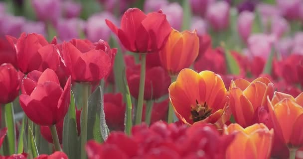 Tulipas Coloridas Brilhantes Dia Ventoso Primavera — Vídeo de Stock