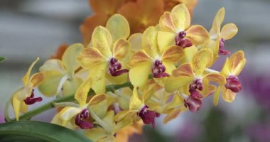 Mokara Orchid flower in garden at winter or spring day for beauty and agriculture concept design