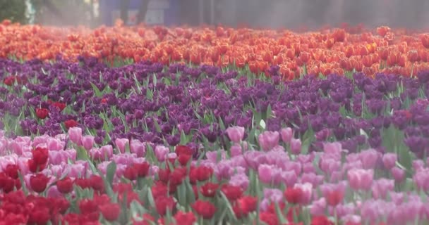 Des Tulipes Colorées Lumineuses Par Jour Printemps Venteux — Video