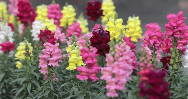 Snapdragon Blomma Och Gröna Blad Trädgården Solig Sommar Eller Vår — Stockvideo