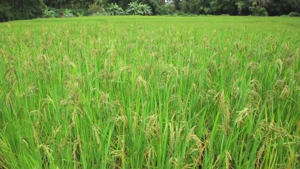 Planta Arroz Campo Arroz — Vídeo de Stock