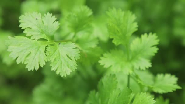 Planta Cilantro Huerta Para Diseño Conceptos Salud Alimentación Agricultura Fondo — Vídeos de Stock