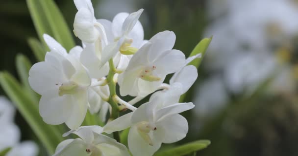 Vanda Orchid Flower Garden Winter Spring Day Beauty Agriculture Concept — стокове відео