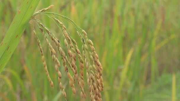 Рисова Рослина Рисовому Полі — стокове відео