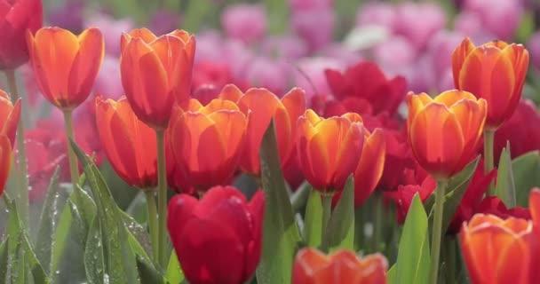 Beautiful Colourful Tulips Garden — Stok video