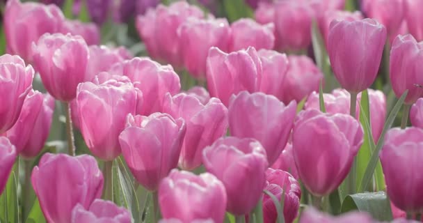 Beautiful Colourful Tulips Garden — Stok video