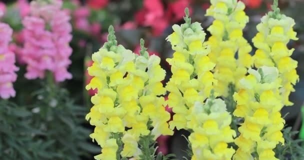 Krásné Květy Draka Kvetoucí Jarním Dni Antirrhinum Majus — Stock video