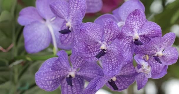 Orchidea Kwiat Ogrodzie Zimie Lub Wiosennym Dniu Orchidea Wandyjska — Wideo stockowe