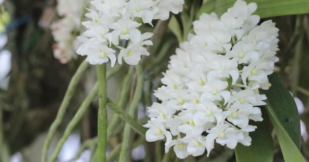 冬や春の日に庭の蘭の花 リンチョスティリス オーキッド — ストック動画