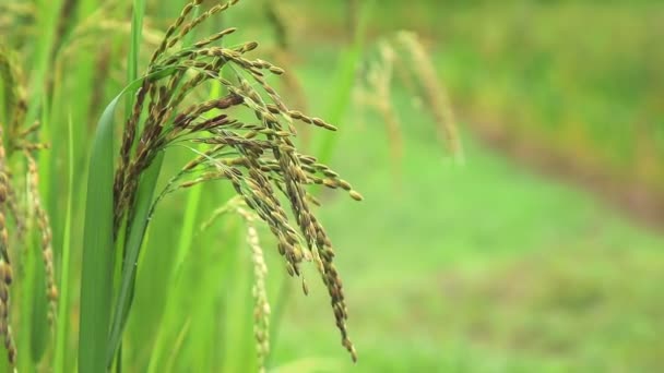 稻田里的水稻 — 图库视频影像