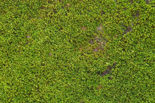 Doğada oyulmuş yeşil yosun arka planı. Yeşil yosun dokusunu kapat.