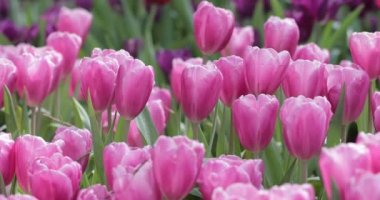 Bahçedeki güzel lale, 4K