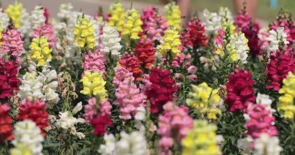 Flores Snapdragon Bonitas Florescendo Dia Primavera Antirrinum Majus — Vídeo de Stock