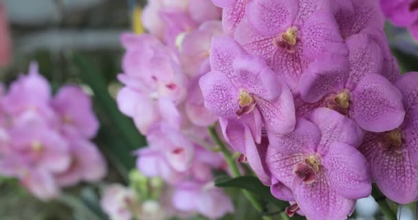 Kwiat Storczyka Ogrodzie Storczyka Zimie Lub Wiosennym Dniu Orchidea Wandyjska — Wideo stockowe