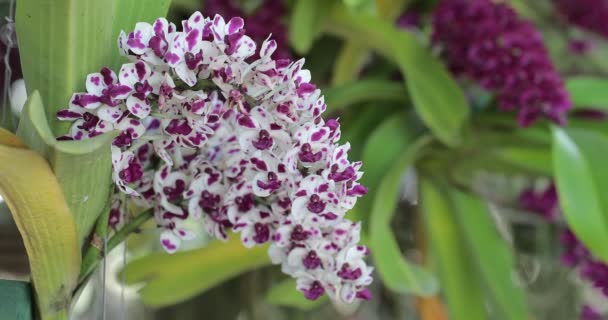 Ορχιδέα Λουλούδι Στον Κήπο Ορχιδέας Χειμώνα Την Άνοιξη Rhynchostylis Orchidaceae — Αρχείο Βίντεο