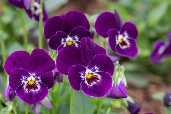 Pansy Viola Flor Jardín Primavera Flor Púrpura — Foto de Stock
