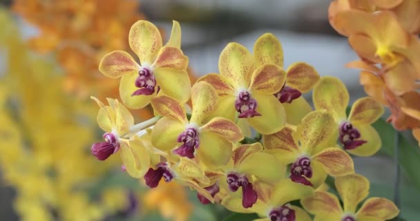 Orchid Flower Orchid Garden Winter Spring Day Mokara Orchidaceae — Stock Video