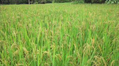Organik tarım muhteşem paddy alanında güzel pirinç bitkilerin yakın çekim.