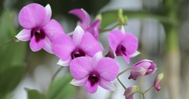 Yağmur mevsiminde açan güzel orkide çiçeği. Dendrobium Orkidesi.