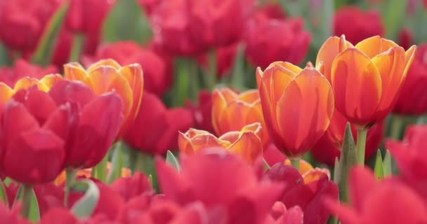 Pomarańczowe Kwiaty Tulipanów Kwitnące Polu Tulipanów — Wideo stockowe