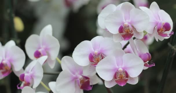 梅雨時に美しい蘭の花を咲かせます フラエノスピス科 — ストック動画