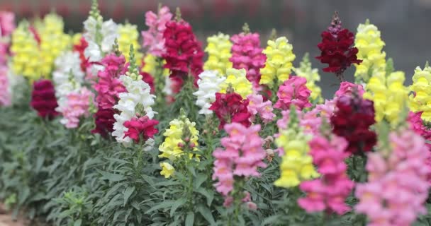 Flores Snapdragon Bonitas Florescendo Dia Primavera Antirrinum Majus — Vídeo de Stock