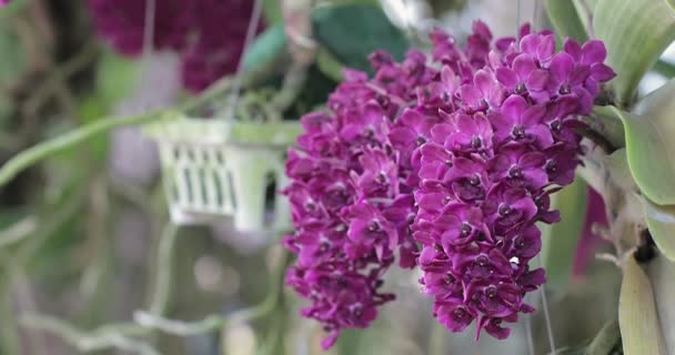 冬や春の日に蘭の庭で蘭の花 ラインチョスティリス ラン科 — ストック動画