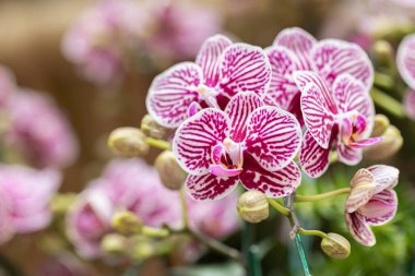 Yağmur mevsiminde açan güzel orkide çiçeği. Phalaenopsis Orkidesi.