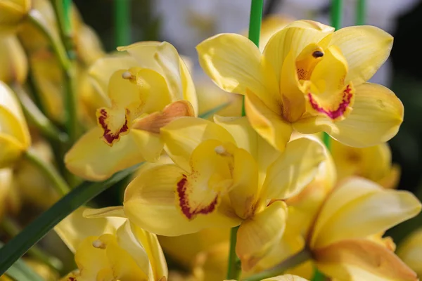 Vacker Orkidé Blomma Blommar Regnperioden Cymbidium Orchidaceae — Stockfoto