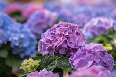 Bahar günü bahçede Hydenyia çiçeği.