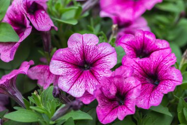Baharda bahçede güzel petunya çiçekleri. (Petunia Grandiflora)